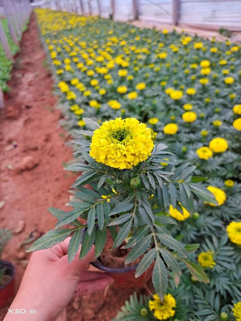 万寿菊