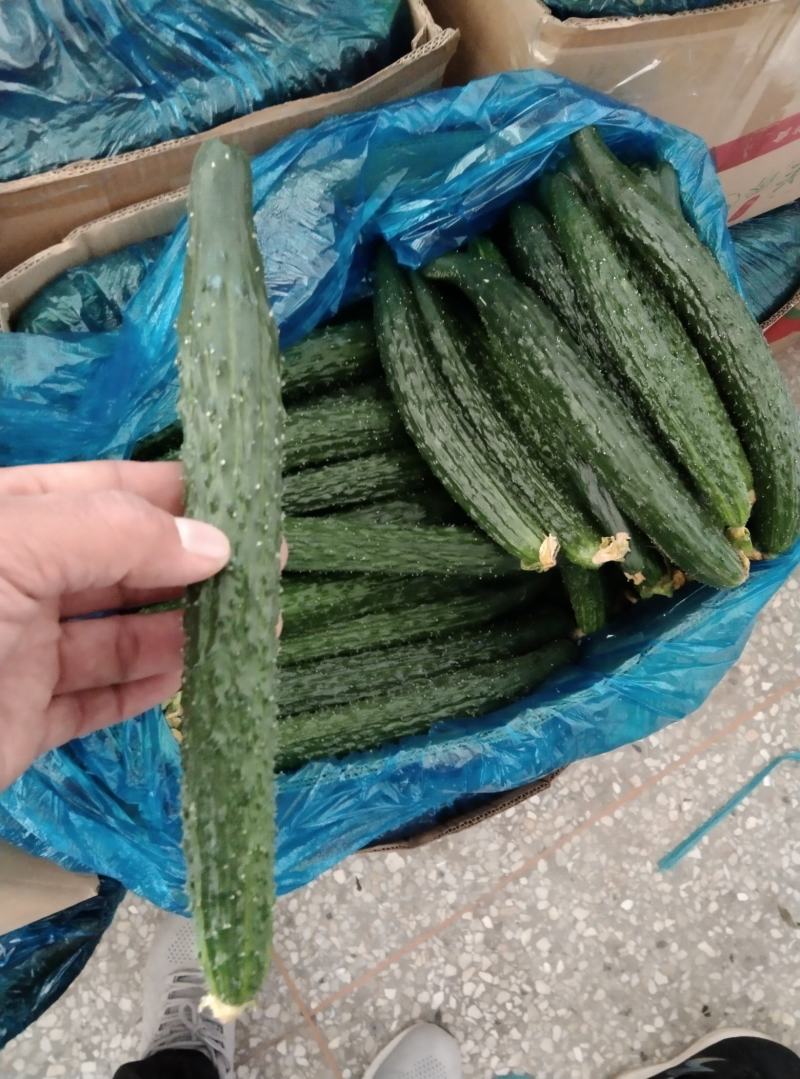 蜜刺黄瓜大量供货，条直油亮，一手货源，基地直供。