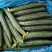 蜜刺黄瓜大量供货，条直油亮，一手货源，基地直供。