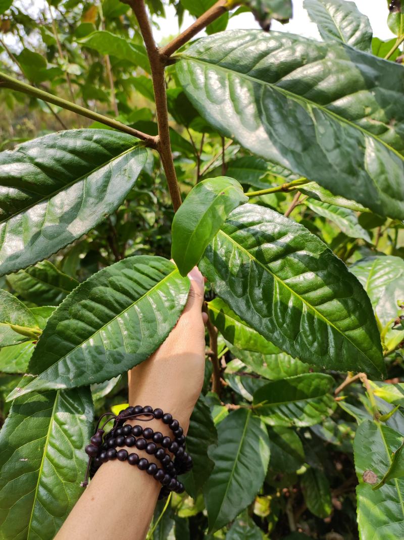 精品普洱茶，春茶，产地直发，货源充足，品质保证