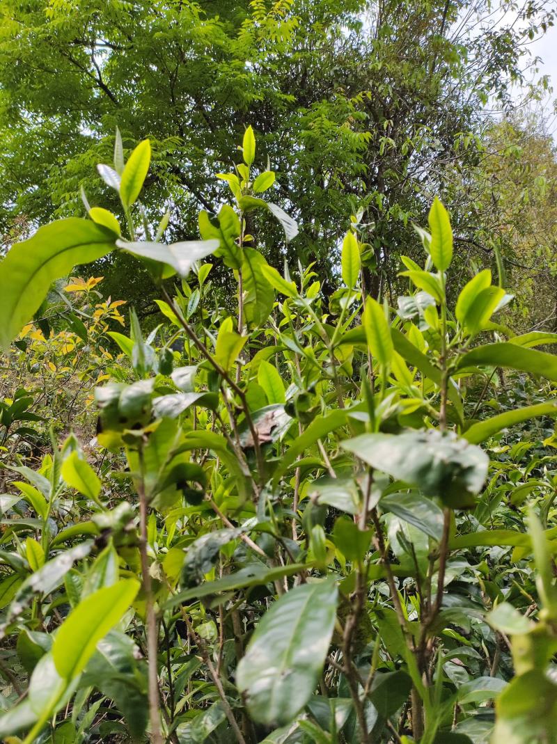 精品普洱茶，春茶，产地直发，货源充足，品质保证