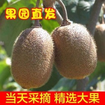 徐香猕猴桃新鲜供应中，质量保证酸甜可口