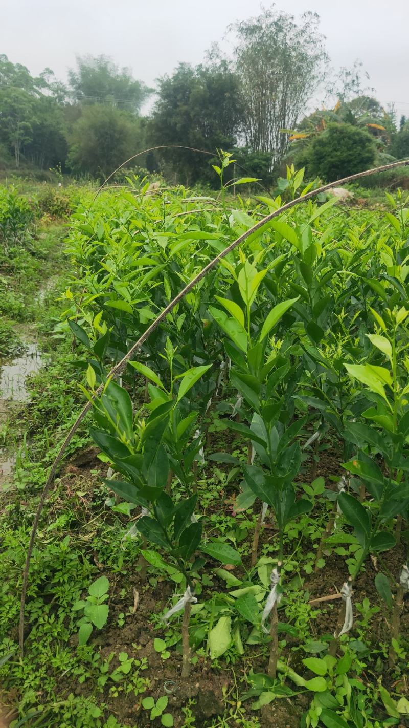 新会柑苗茶枝柑苗陈皮柑苗杯苗柠檬枮嫁接品质保证