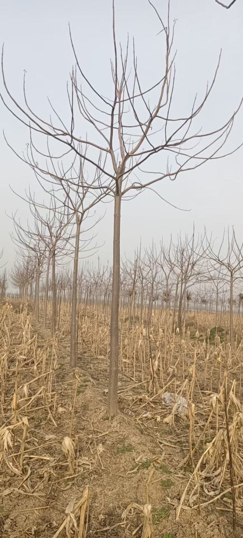 国槐，白腊，法桐，泡桐，毛白杨