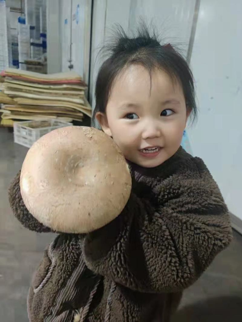 奥吉特牛排菇口蘑