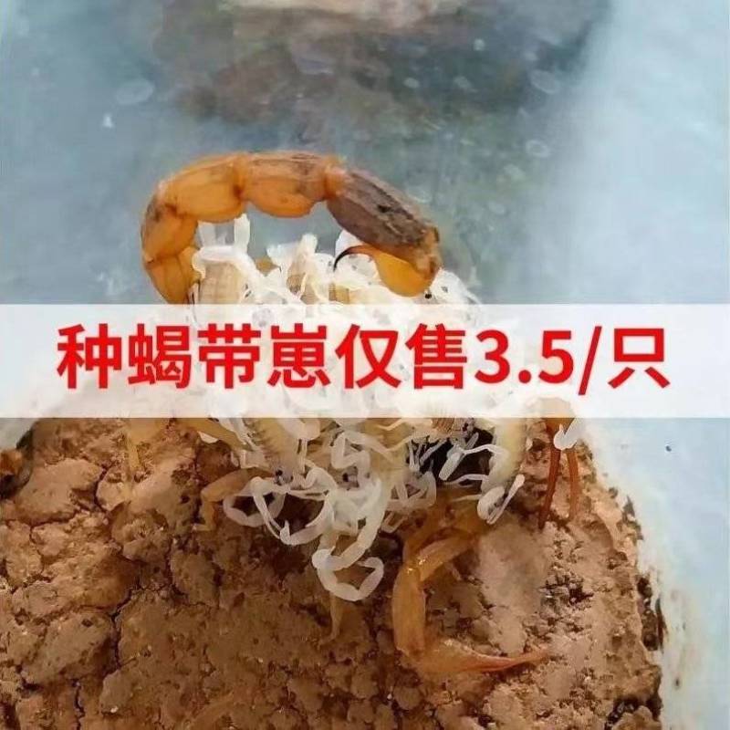 特大号孕蝎，今日特价，只卖2天