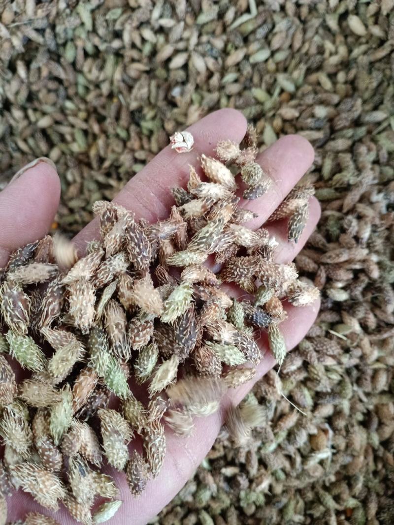 苍耳子，去刺苍耳子质量保证，经营各种中药材欢迎咨询合作！