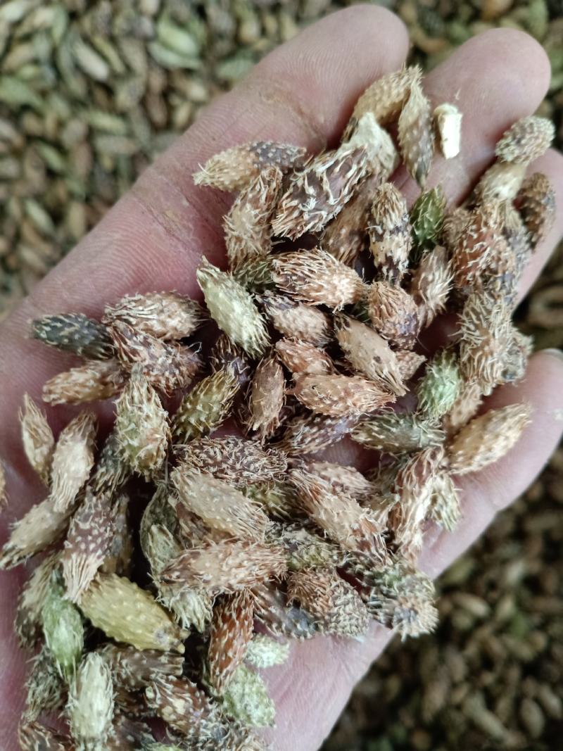 苍耳子，去刺苍耳子质量保证，经营各种中药材欢迎咨询合作！