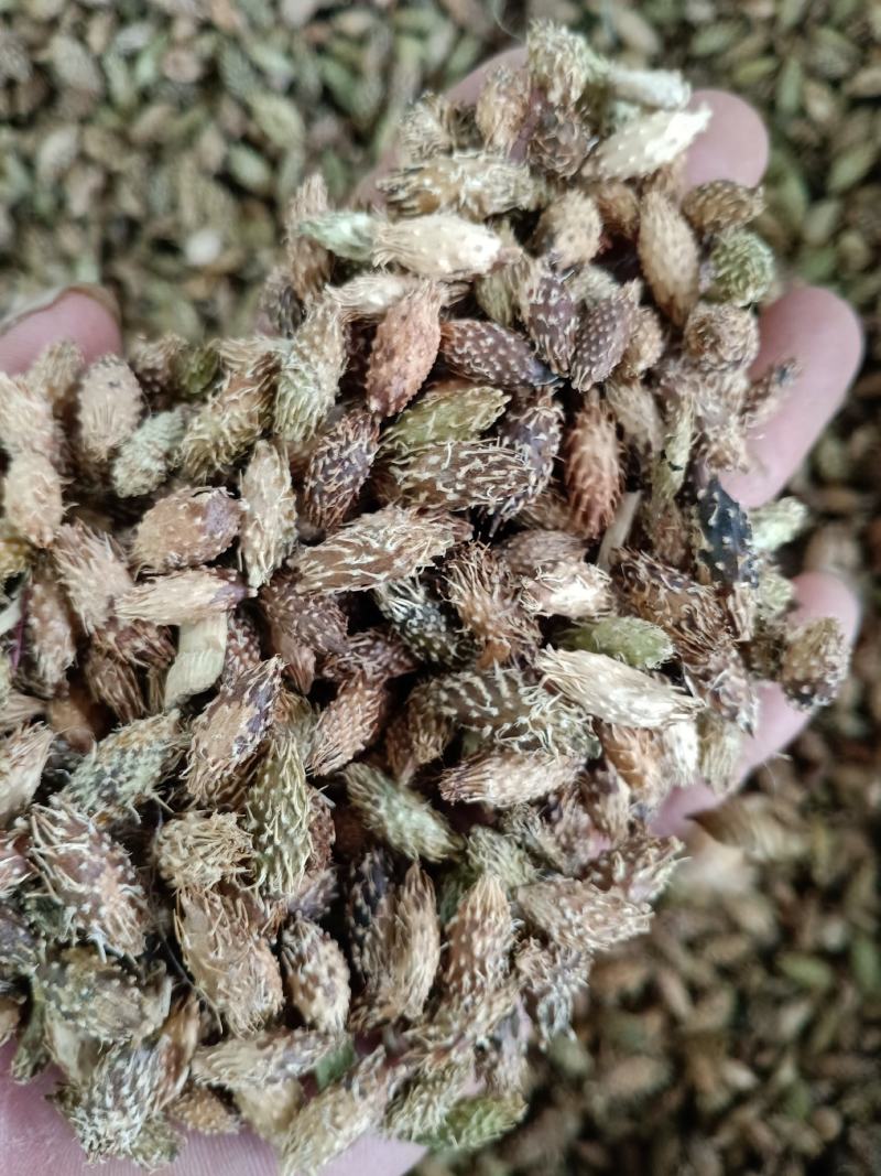 苍耳子，去刺苍耳子质量保证，经营各种中药材欢迎咨询合作！