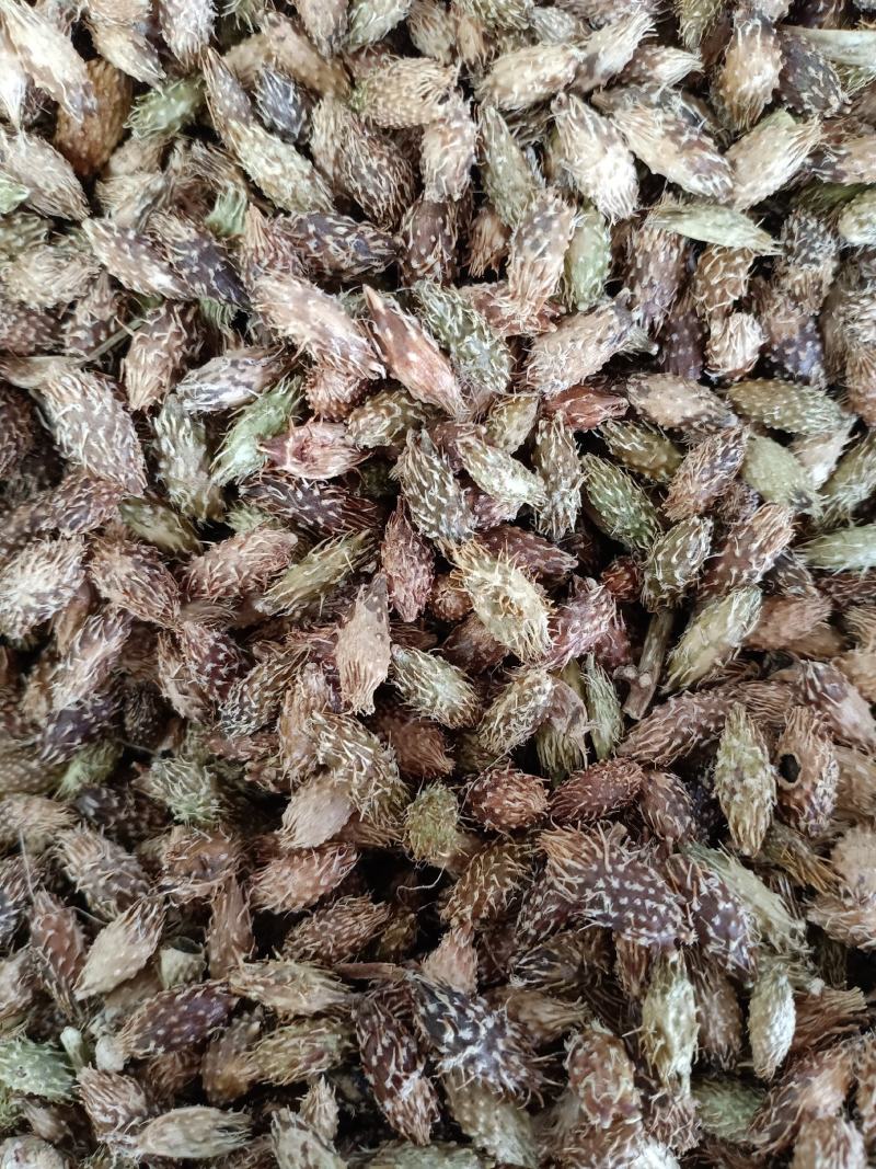 苍耳子，去刺苍耳子质量保证，经营各种中药材欢迎咨询合作！