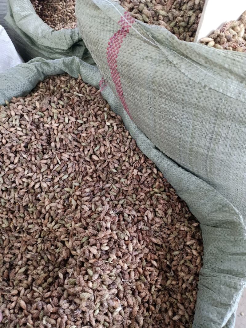 苍耳子，去刺苍耳子质量保证，经营各种中药材欢迎咨询合作！
