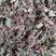 蛇莓，优质野生蛇莓精挑细选切片质量保证，欢迎咨询选购