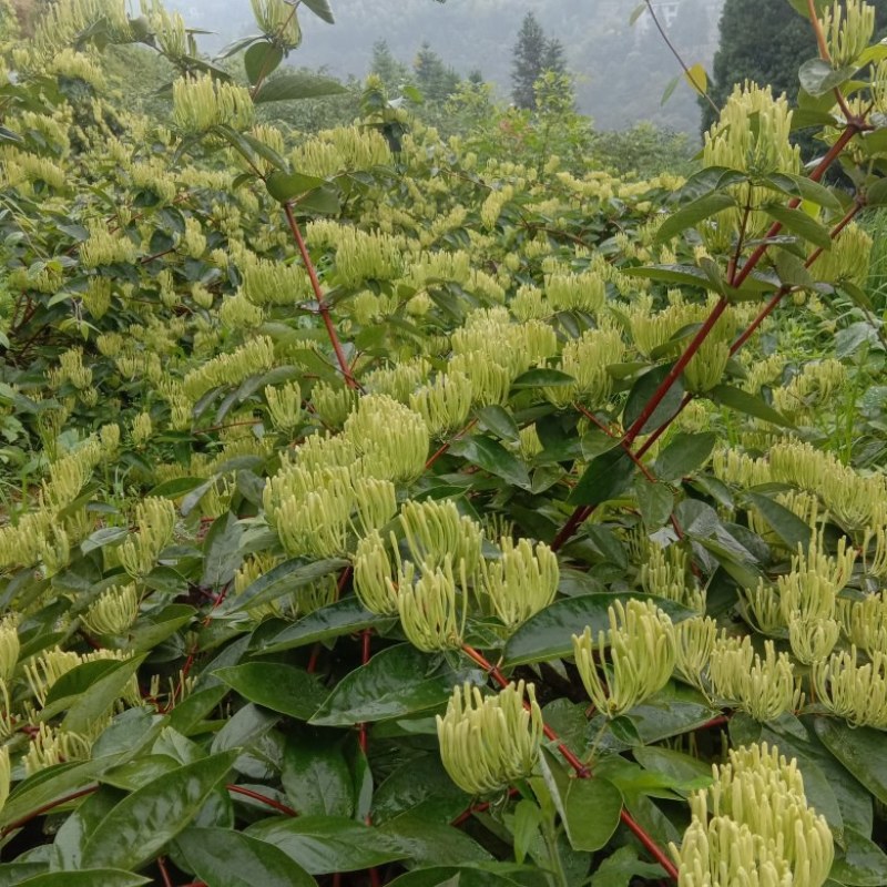 出售高产山银花苗