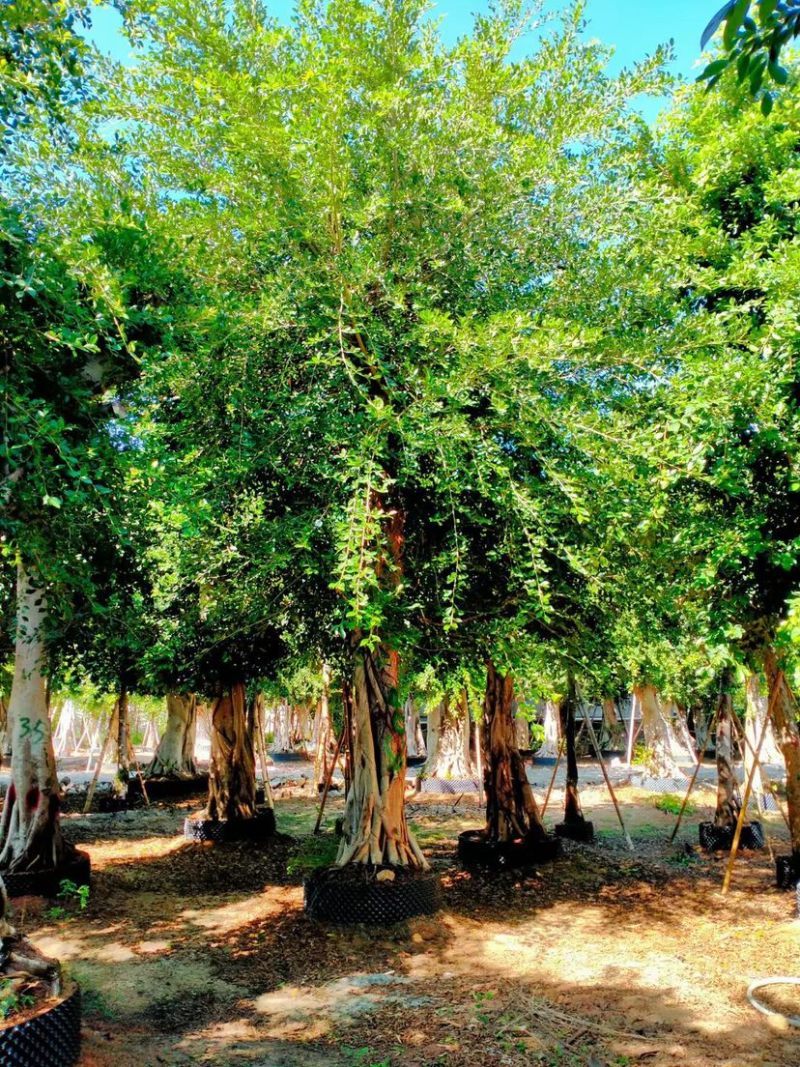 各种规格小叶榕漳州小叶榕种植基地苗农直销批发