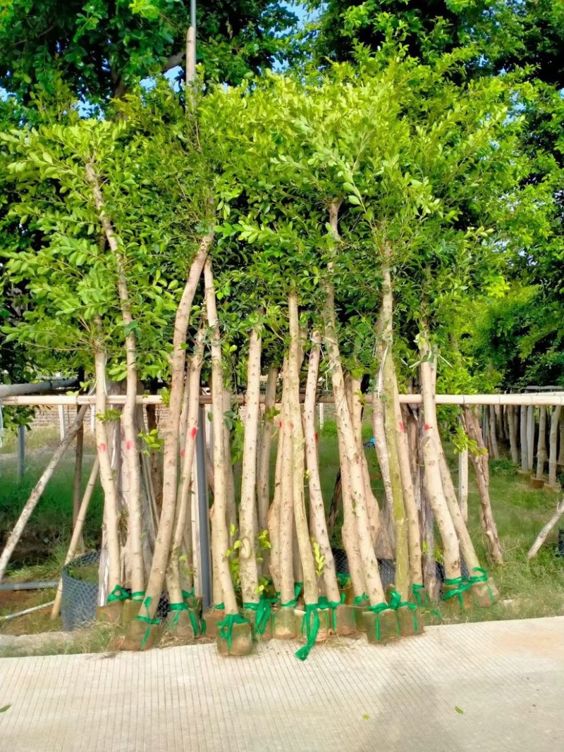各种规格小叶榕漳州小叶榕种植基地苗农直销批发