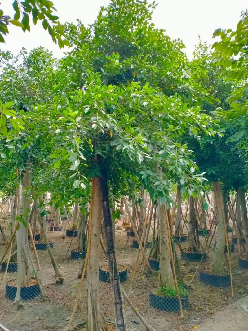 各种规格小叶榕漳州小叶榕种植基地苗农直销批发
