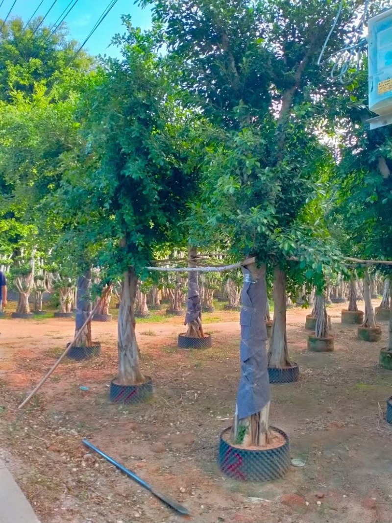 各种规格小叶榕漳州小叶榕种植基地苗农直销批发