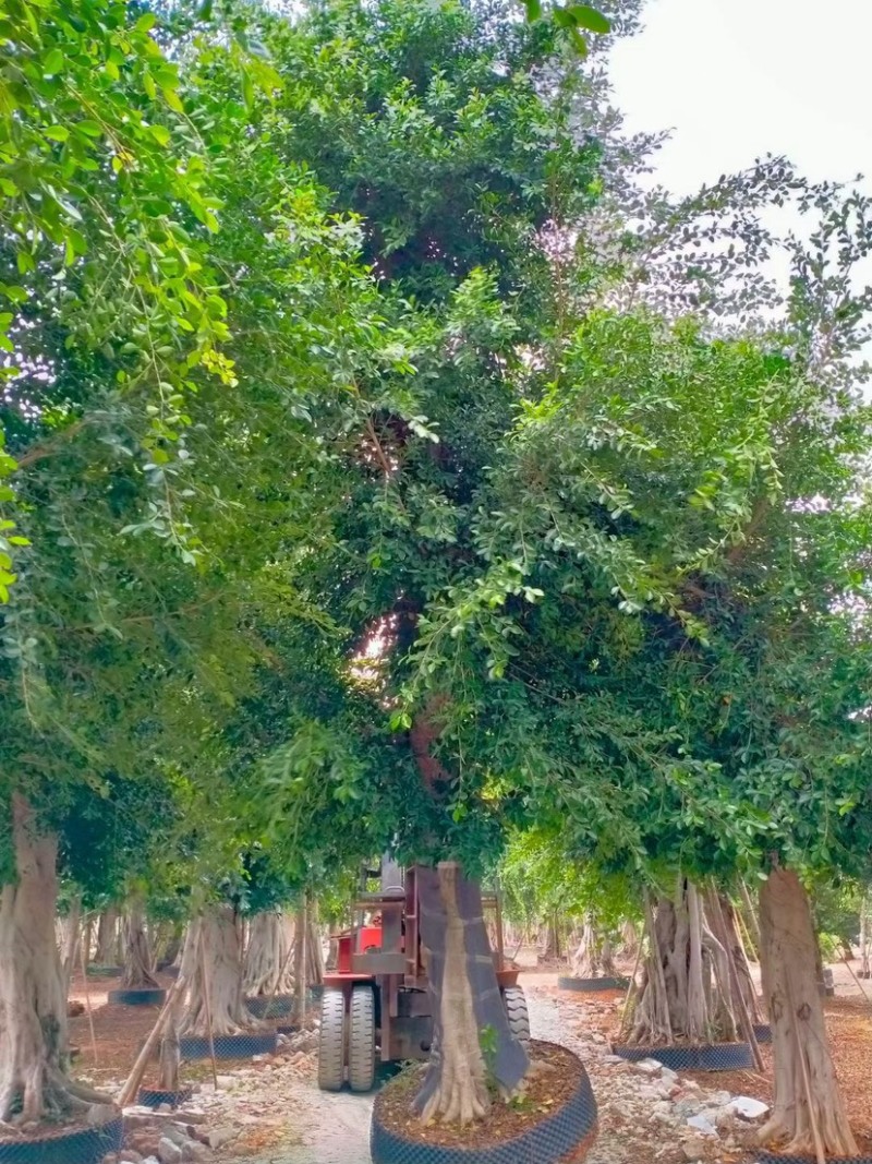 各种规格小叶榕漳州小叶榕种植基地苗农直销批发