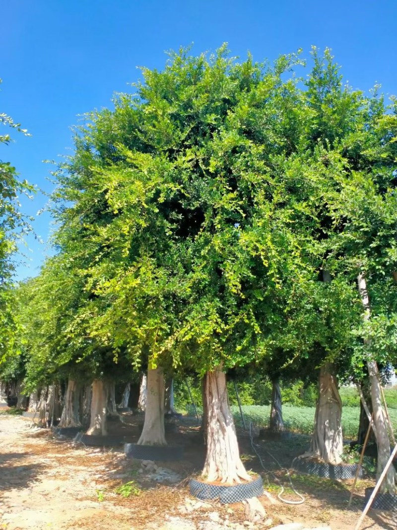 各种规格小叶榕漳州小叶榕种植基地苗农直销批发