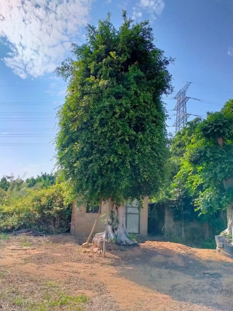 各种规格小叶榕漳州小叶榕种植基地苗农直销批发