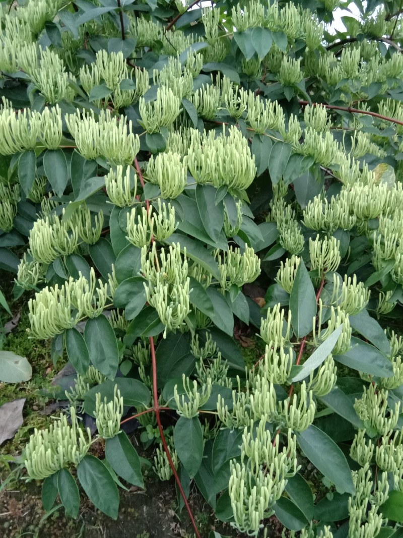 出售高产山银花苗
