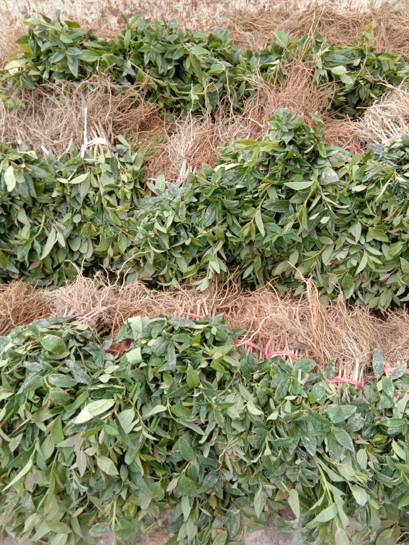 出售高产山银花苗