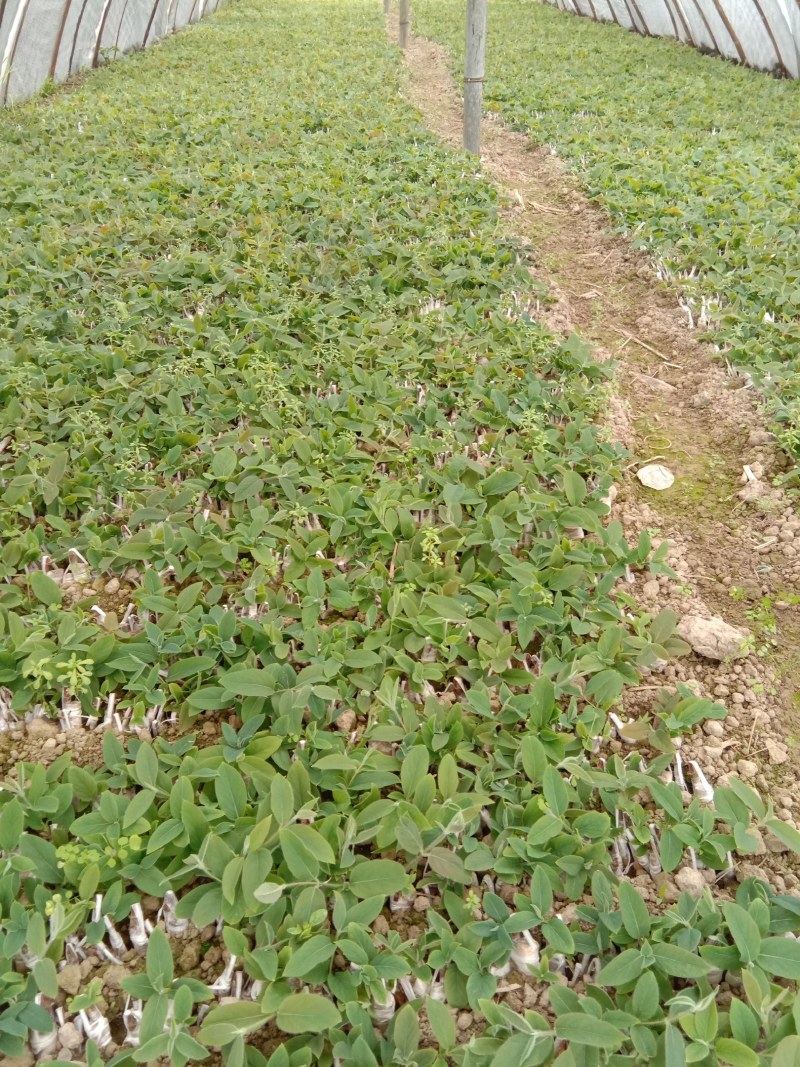出售高产山银花苗