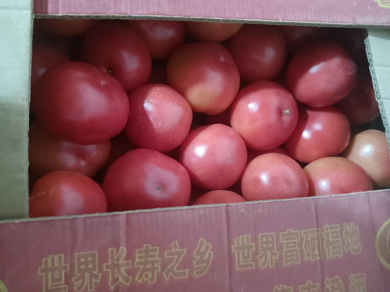 西红柿