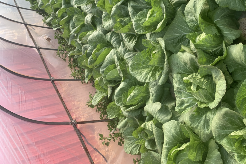 黄瓜，以色列辣椒，大白菜，薄皮辣椒，红线茄，西葫芦