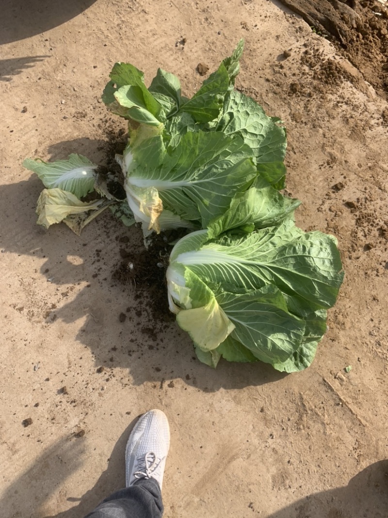 黄瓜，以色列辣椒，大白菜，薄皮辣椒，红线茄，西葫芦