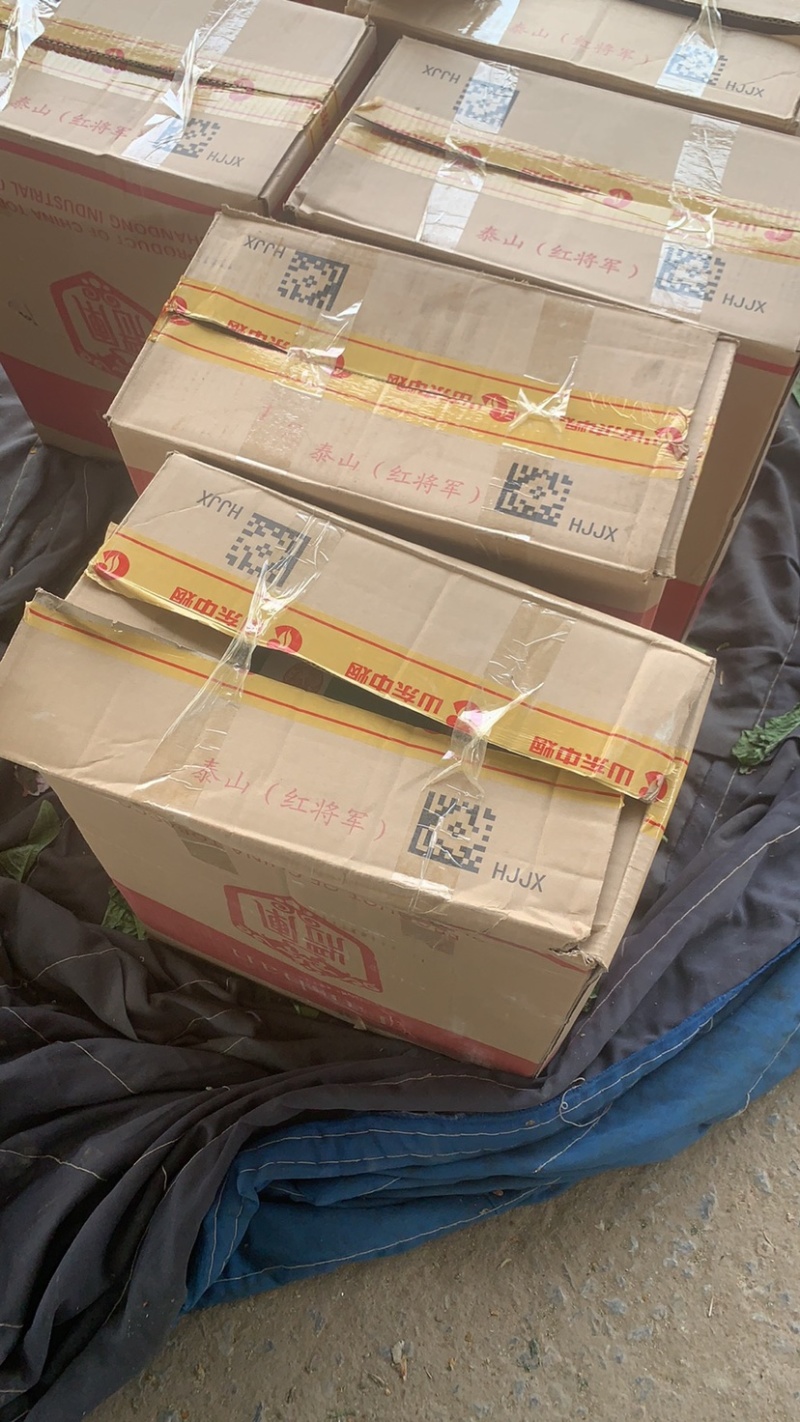 黄瓜，以色列辣椒，大白菜，薄皮辣椒，红线茄，西葫芦