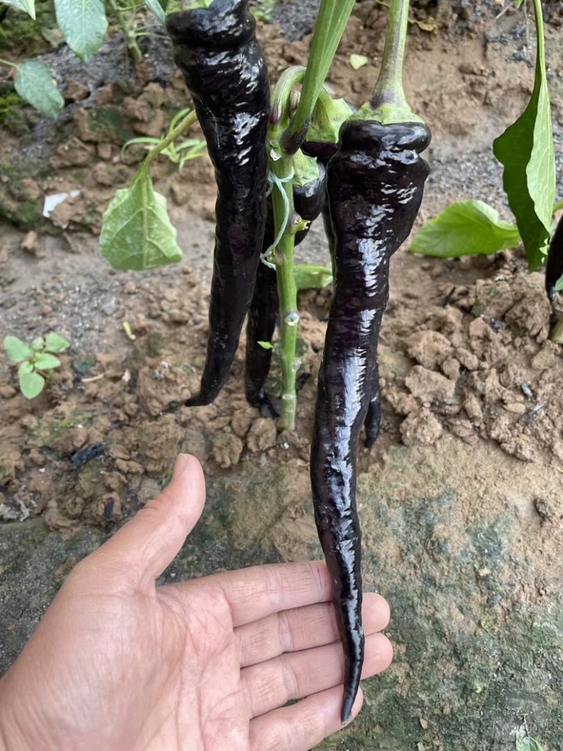 黄瓜，以色列辣椒，大白菜，薄皮辣椒，红线茄，西葫芦