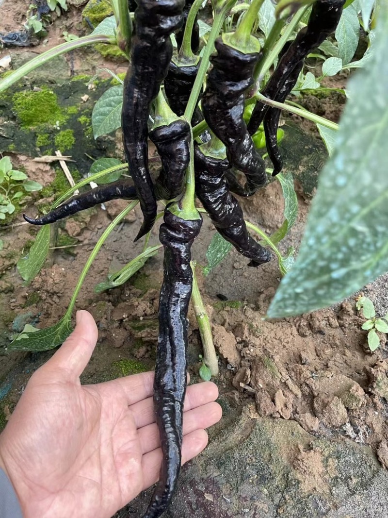 黄瓜，以色列辣椒，大白菜，薄皮辣椒，红线茄，西葫芦