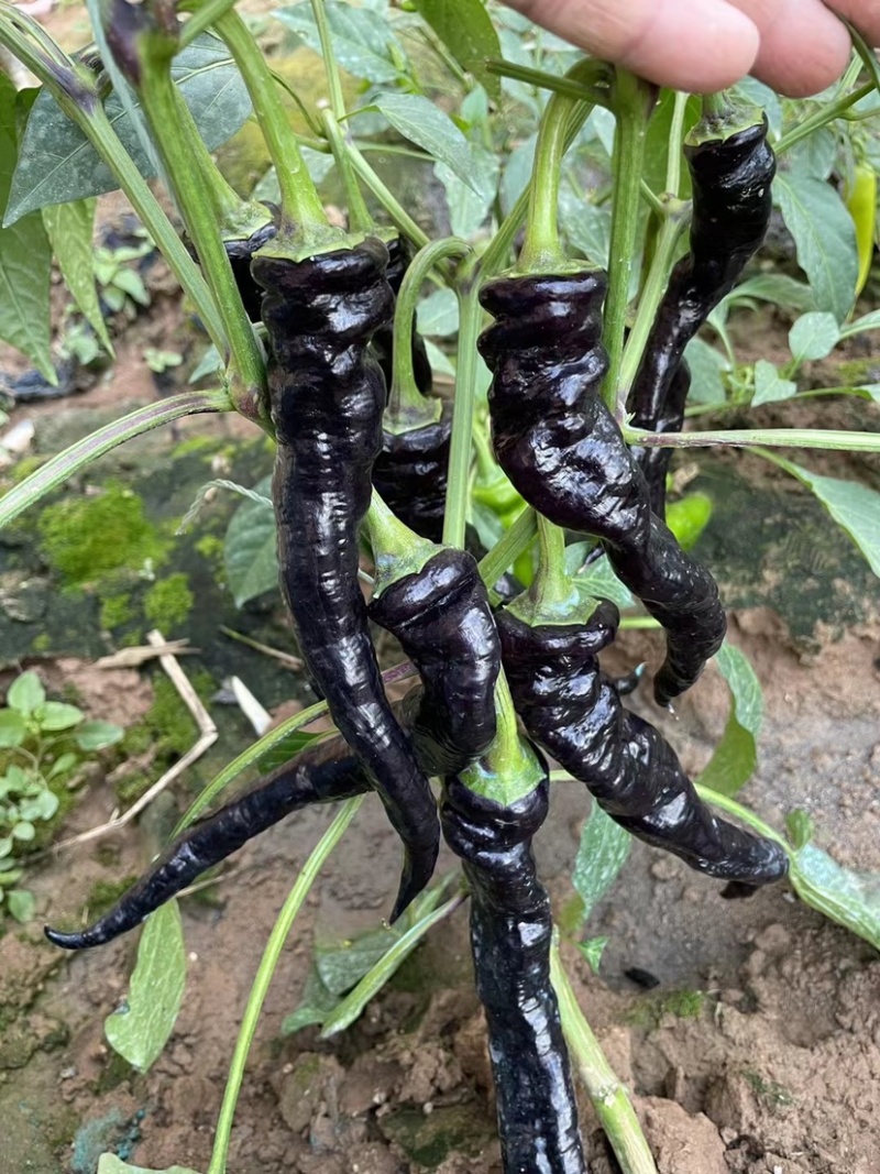 黄瓜，以色列辣椒，大白菜，薄皮辣椒，红线茄，西葫芦