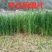 饲用燕麦种子养殖牧草种籽高产鱼饲料草籽绿肥牛羊草种籽冬天
