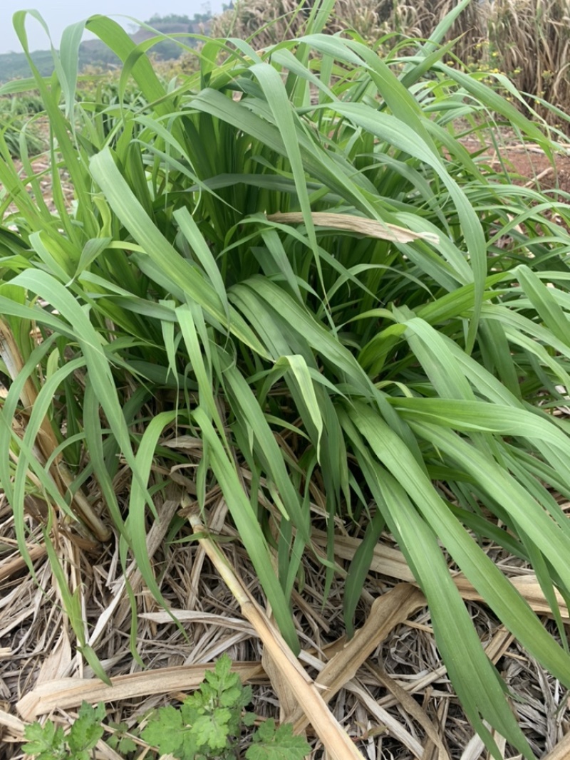 金牧粮草种节