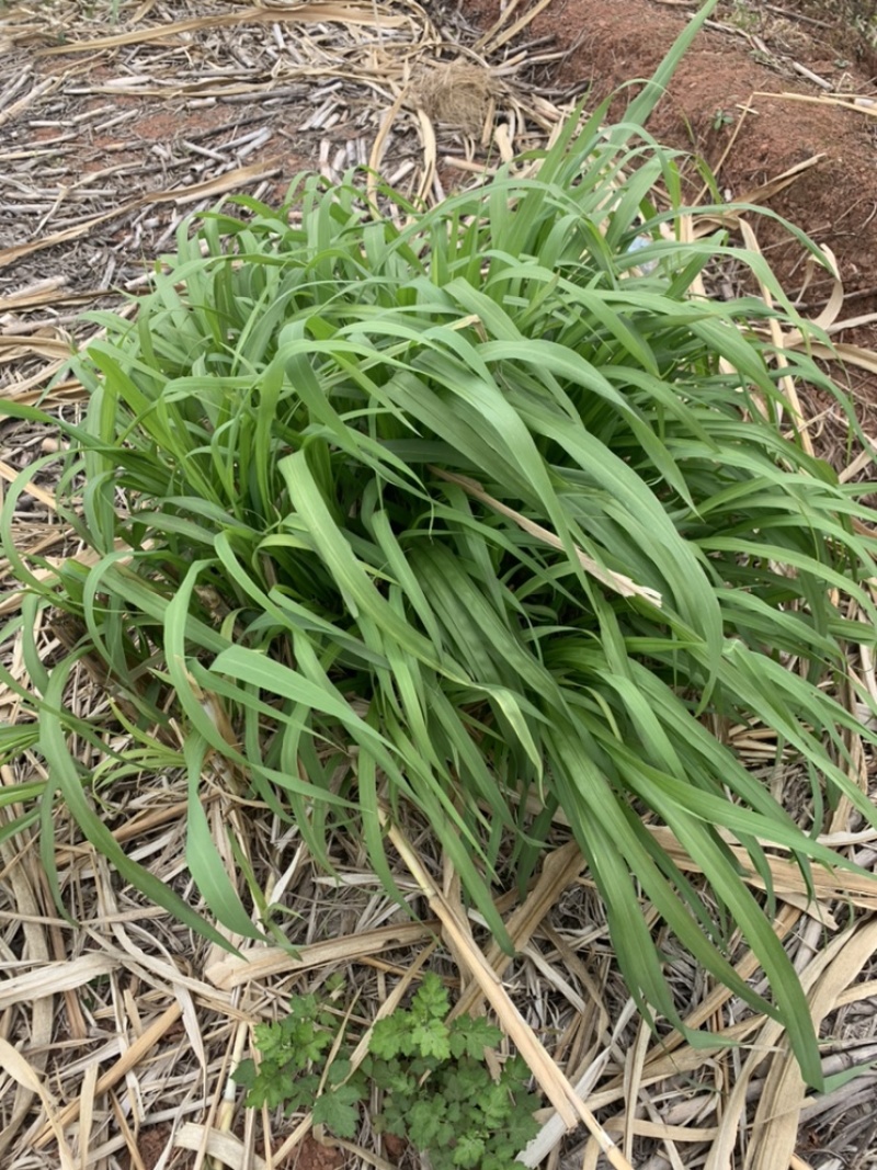 金牧粮草种节