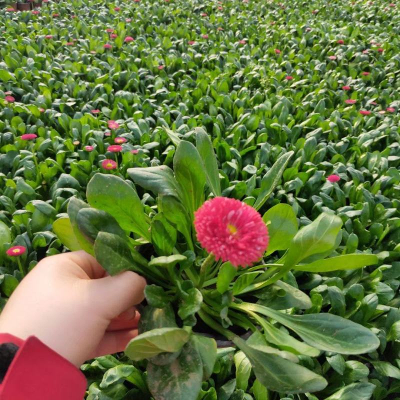 雏菊，量大，质量优，价格低，绿化，组摆