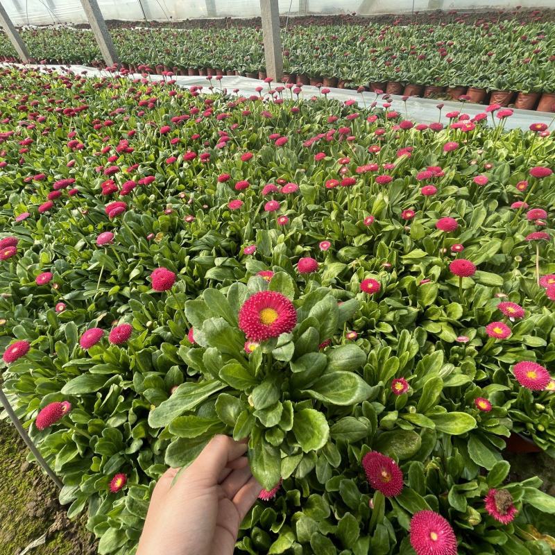 雏菊，量大，质量优，价格低，绿化，组摆
