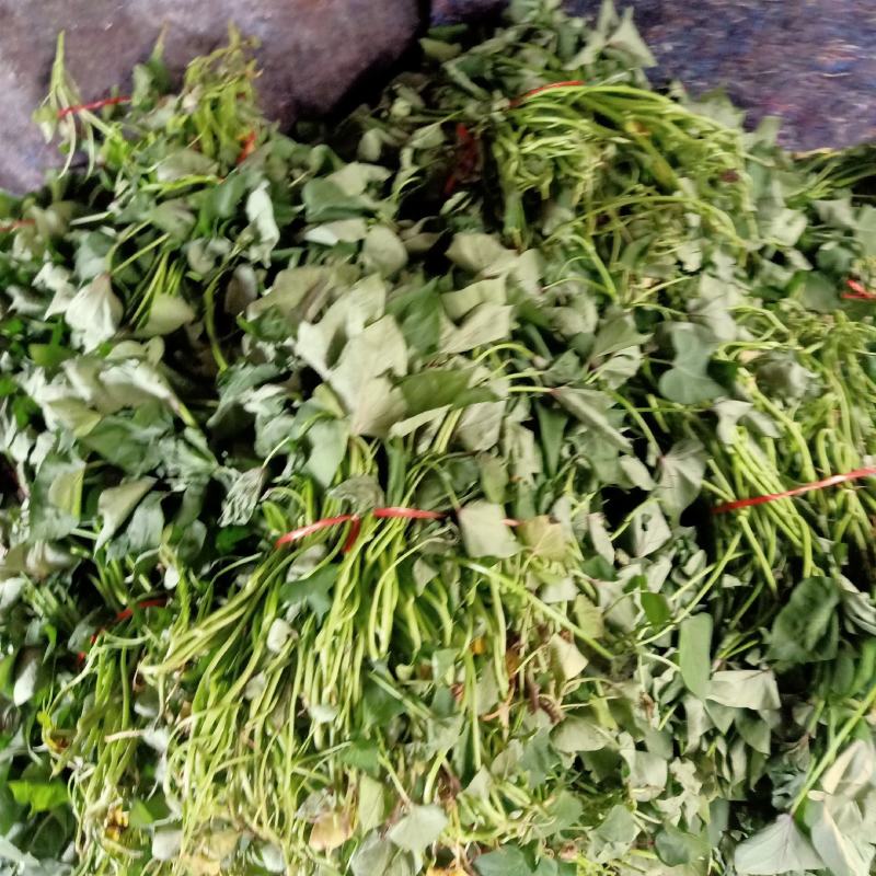 山东济宁原种脱毒红薯苗