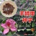 羊蹄甲种子红花羊蹄甲种子羊蹄甲树苗树种别名洋紫荆