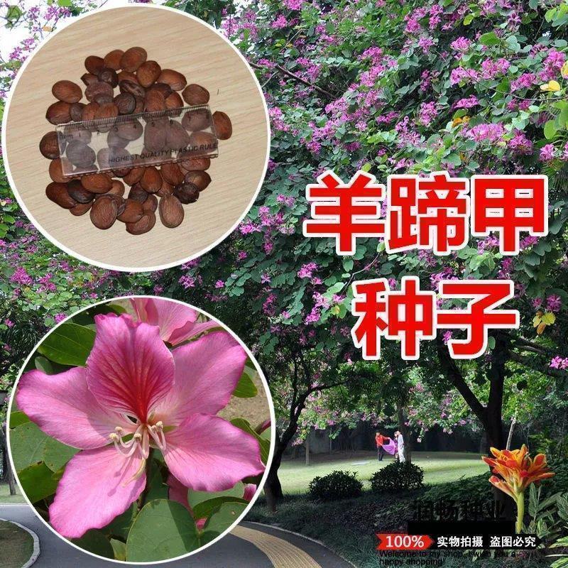 羊蹄甲种子红花羊蹄甲种子羊蹄甲树苗树种别名洋紫荆