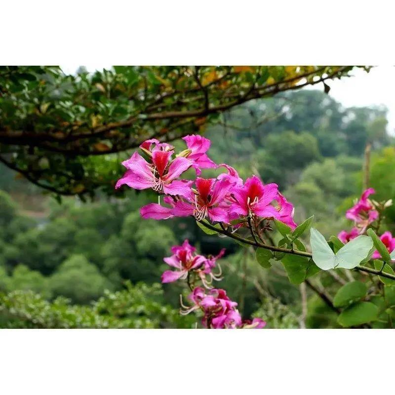 羊蹄甲种子红花羊蹄甲种子羊蹄甲树苗树种别名洋紫荆