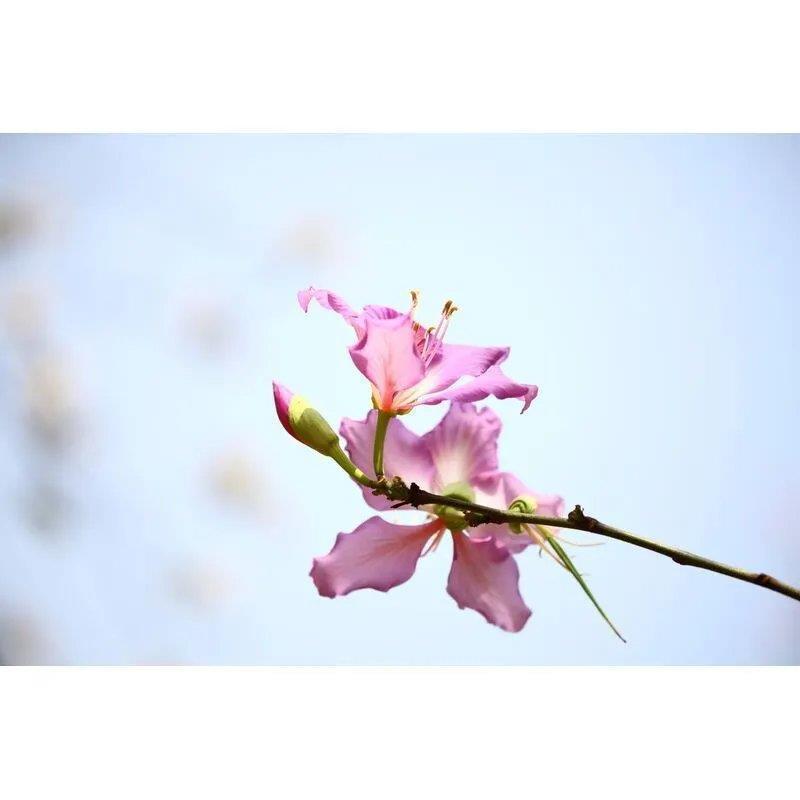 羊蹄甲种子红花羊蹄甲种子羊蹄甲树苗树种别名洋紫荆