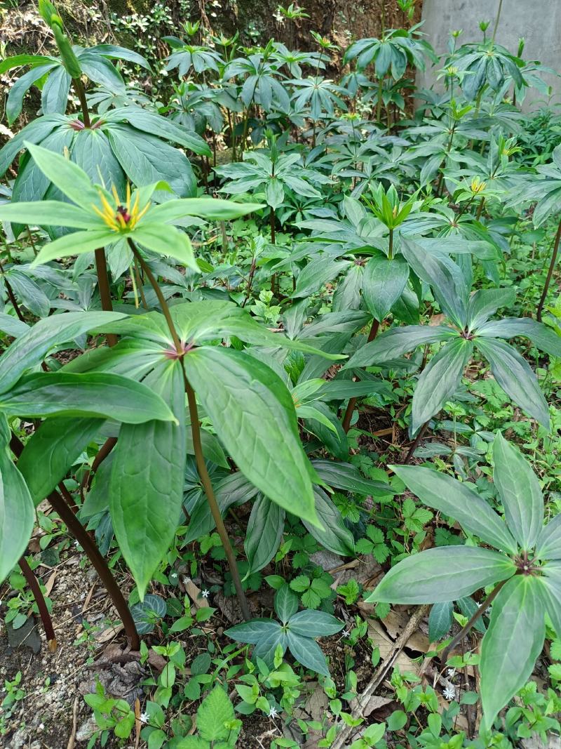 重楼苗大别山品种，货真价实，欢迎诚心购买！货源充足量大