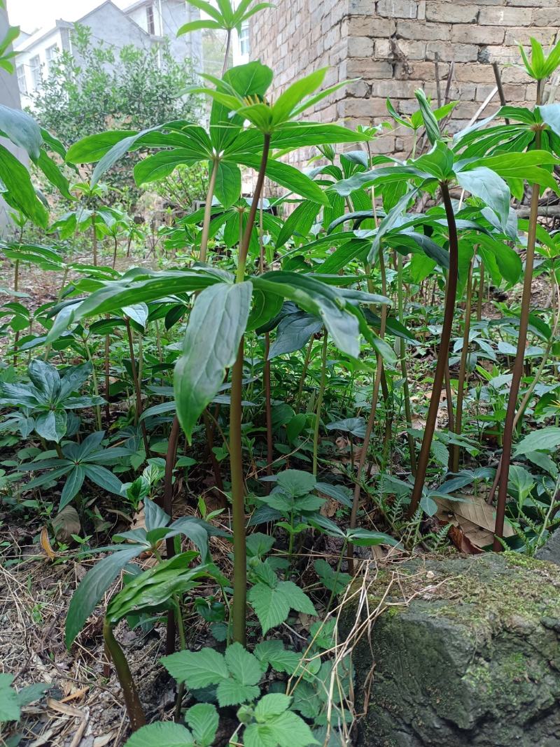 重楼苗大别山品种，货真价实，欢迎诚心购买！货源充足量大