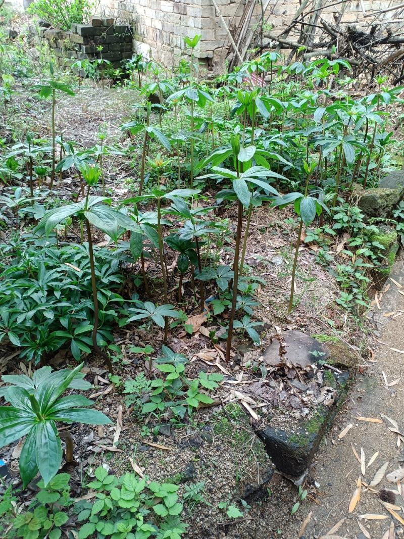 重楼苗大别山品种，货真价实，欢迎诚心购买！货源充足量大