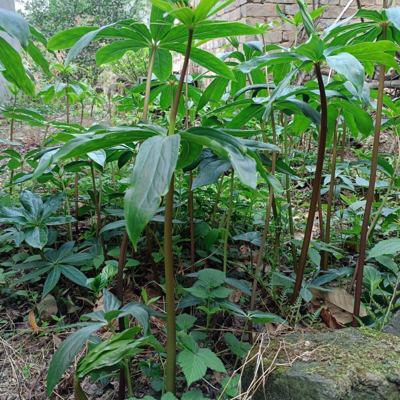 重楼苗大别山品种，货真价实，欢迎诚心购买！货源充足量大