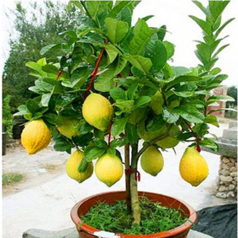 柠檬树盆栽带花苞室内阳台办公室四季种植花卉绿植易成活柠檬