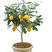 柠檬树盆栽带花苞室内阳台办公室四季种植花卉绿植易成活柠檬